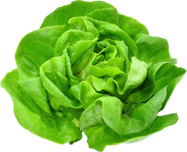 חסה הידרופונית ליידי נובה