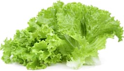 חסה לאליק הידרופונית