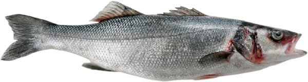 לברק שלם נקי טרי