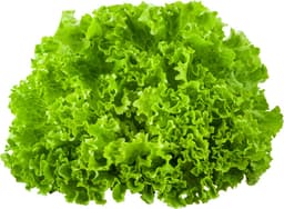 חסה לאליק שדות בעמק