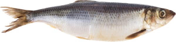 דג מלוח גדול