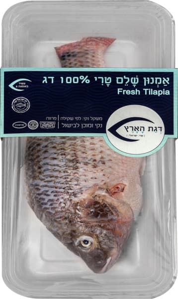 אמנון שלם טרי קג