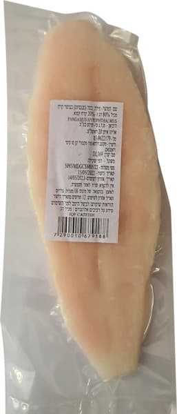 דג קט פיש