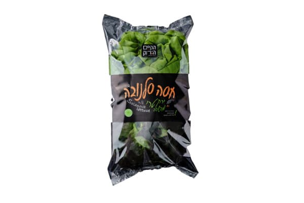 חסה סלנובה הקסם הירוק