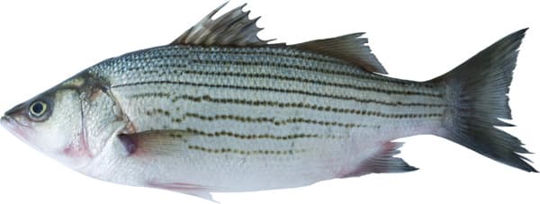 בס שלם נקי טרי ק"ג