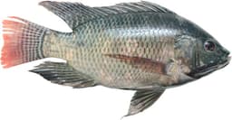 אמנון גדול נקי מחיר לפי