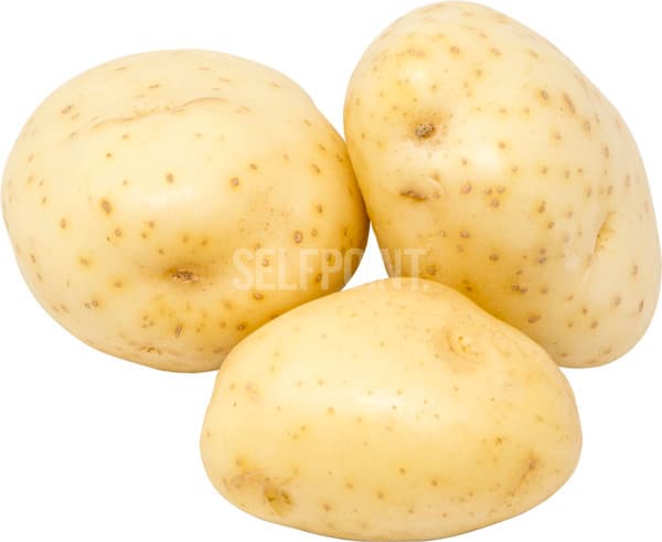 תפוא לבן גורמה      