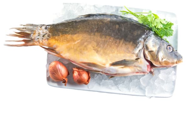 קרפיון נקי טרי