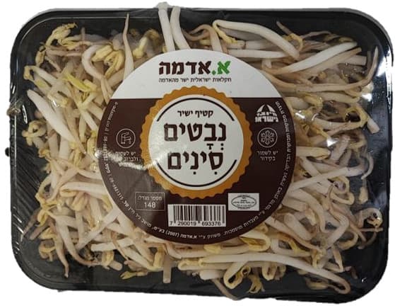 נבטים סינים מרינה