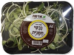 נבטי חמניה י"ח