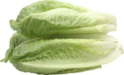 חסה לבבות בדץ