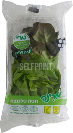 חסה סלנובה מהדרין