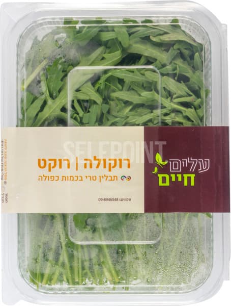 תבלין רוקולה /בזיליקום  100 גר