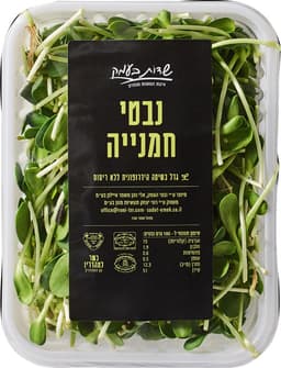 נבטי חמניה שדות בעמק