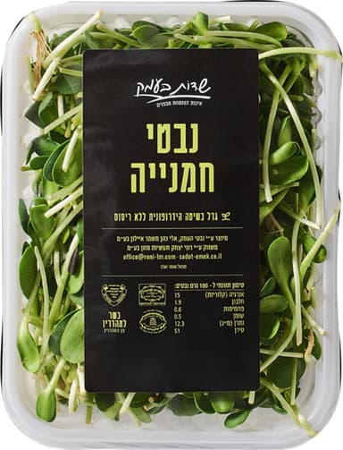 נבטי חמניה שדות בעמק