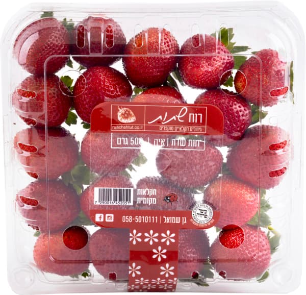 תות שדה רוח שתות ארו