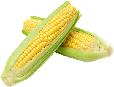 תירס קלחים טרי ארוז