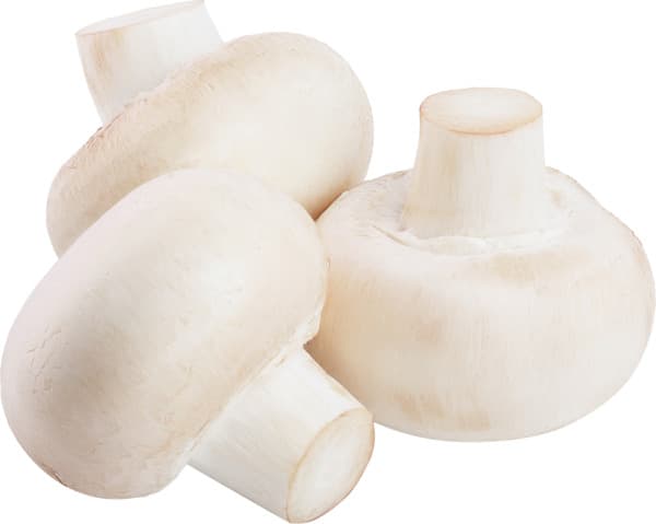 פטריות תפזורת למילוי תוצרת ישראל