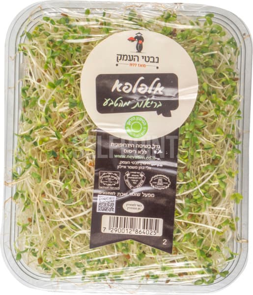 נבטי אלפלפא