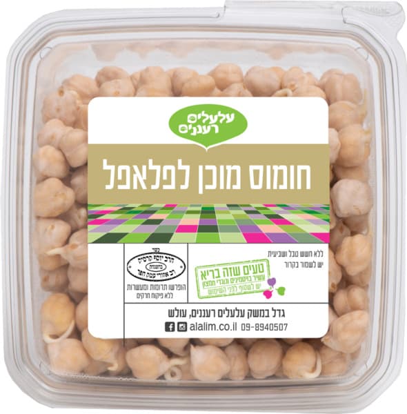 חומוס מונבט