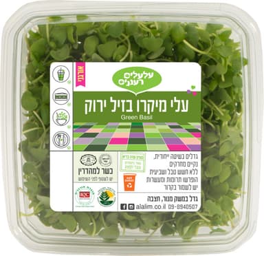 ראשד שטוף