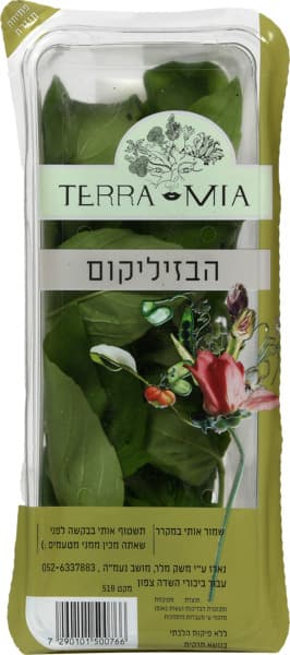 בזיליקום ארוז