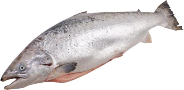 דג סלמון טרי שלם ק"ג