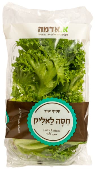 חסה לאליק א.אדמה
