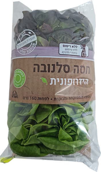 חסה סלנובה הידרופונית דהן