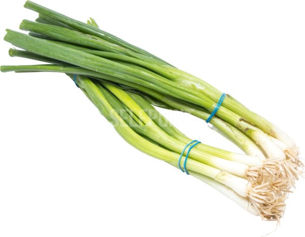 בצל ירוק גלאט עלים