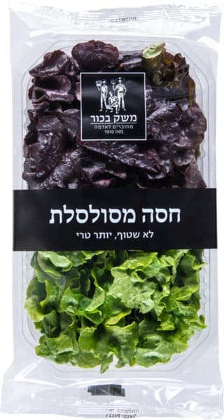 חסה מסולסלת צבעונית