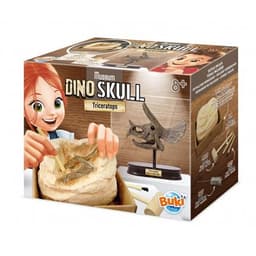 ערכת ארכיאולגיה - גולגולת טריצרטופס מבית בוקי צרפת Buki France