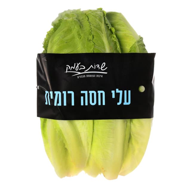 עלי חסה רומית שדות ב