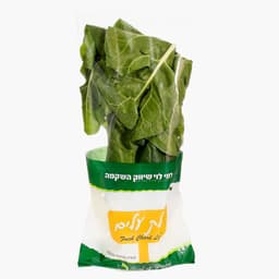 עלי מנגולד ארוז רמי