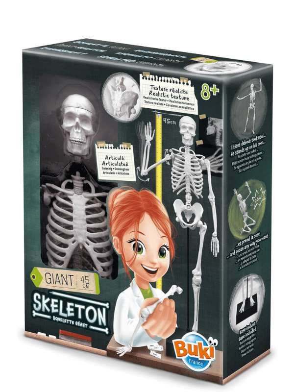 שלד אנושי להרכבה 45 ס"מ (בוקי צרפת)