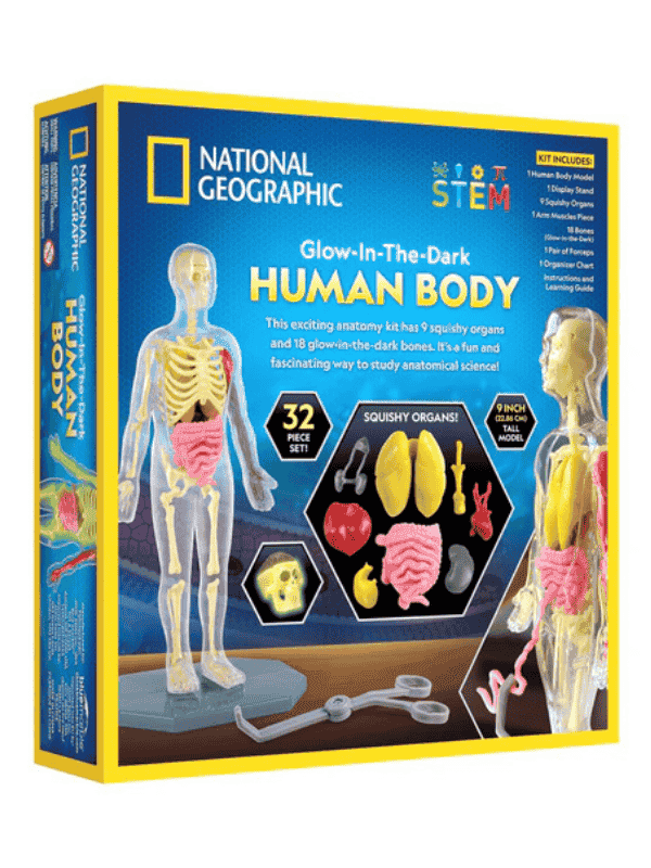 מודל גוף האדם להרכבה זוהר בחושך - נשיונל ג'יאוגרפיק