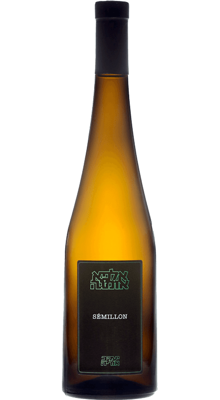 יעקב אוריה סמיון כתום