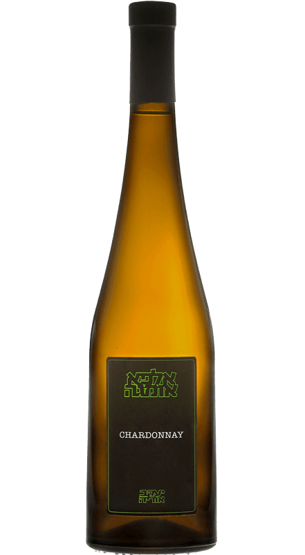 יעקב אוריה שרדונה כתום