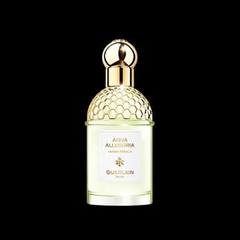 אקווה אלגוריה הרבה פרסקה א.ד.ט