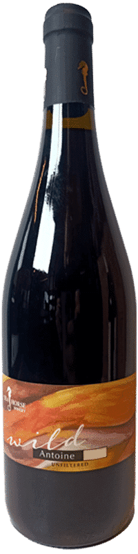 סוסון ים אנטואן 2016