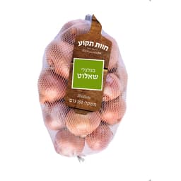 בצלצלי שלוט