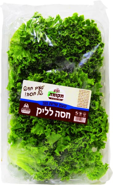 חסה לליק
