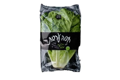 חסה ערבית