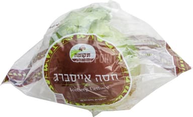 חסה עגולה