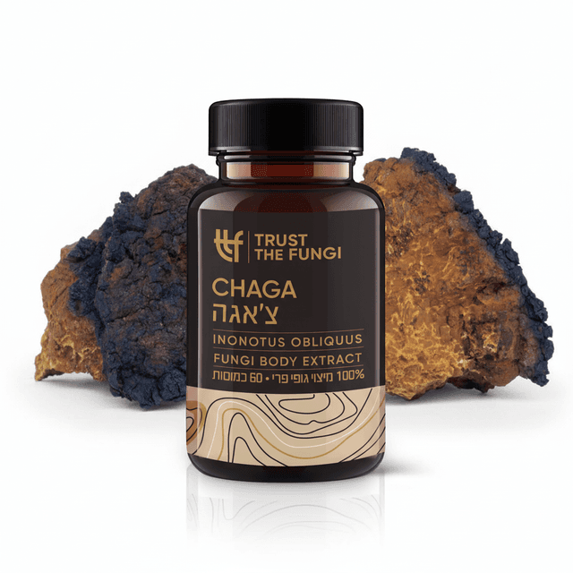 פטריית צאגה Inonotus Obliquus מיצוי 100 גופי פרי בשיטת FBE